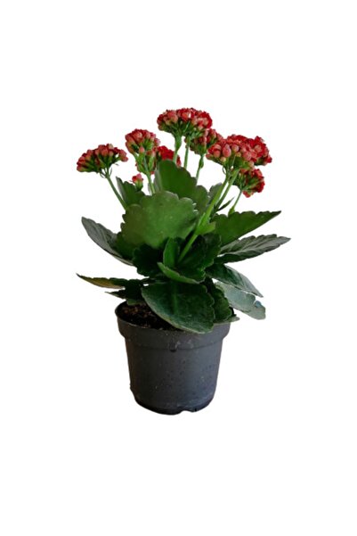 serada decor & plant Kalanchoe - Kalanşo Çiçeği (kırmızı Çiçekli)