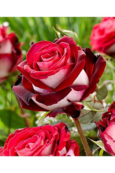 ADA TARIM 1 Adet Saksılı Türkiyem Gül Fidanı Yediveren Kokulu