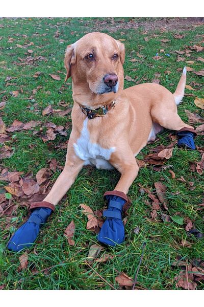 UTDpet Pawty-c Velcro Soft Dog Shoes