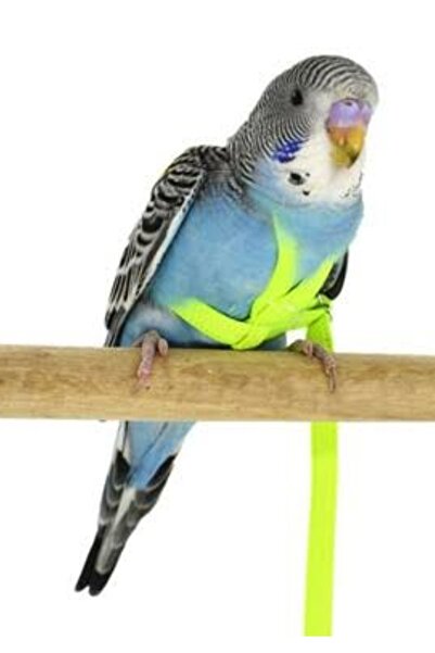 KUS Kafes Kuş Tasması - Kuş Tasması -