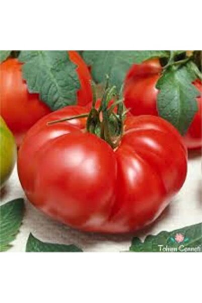 Köy Tohumları 250 Adet Tohum Nadir Çanakkale Domates Tohumu Çanakkale Domatesi Kışlık Dolaplık