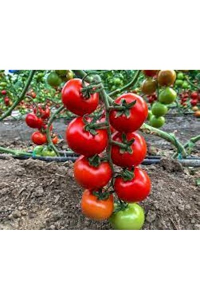 Köy Tohumları 150 Adet Tohum Erkenci Salkım Domates Organik Köy Domates Tohum...