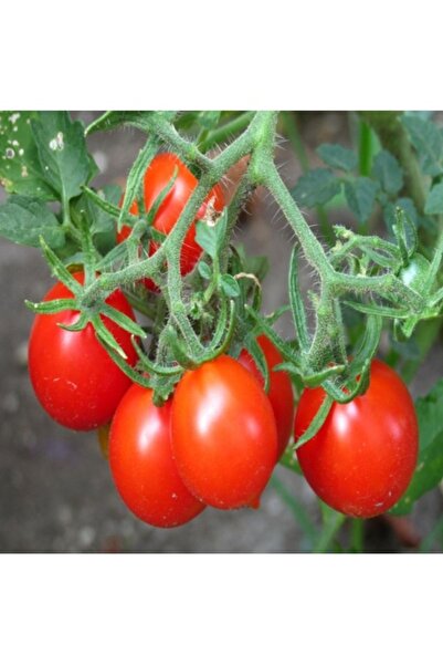 Köy Tohumları 50 Adet Tohum Erkenci Salkım Domates Organik Köy Domates Tohum ...