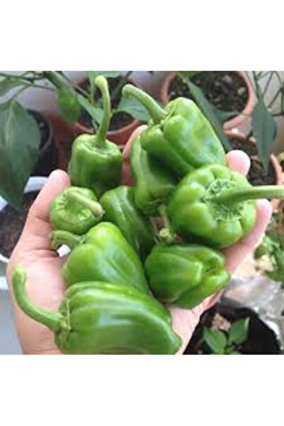Köy Tohumları 150 Adet Tohum Acı Dolmalık Antep Biber Tohumu Köy Tohumları