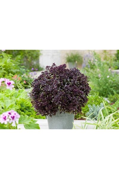 Köy Tohumları 50 Adet Tohum Mor Reyhan Çiçek Çiçeği Tohumu Taze Hasat Tohumları