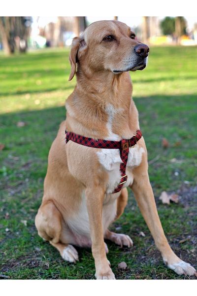 UTDpet Stylish Dog Collar and Travel Dispatch Strap Set