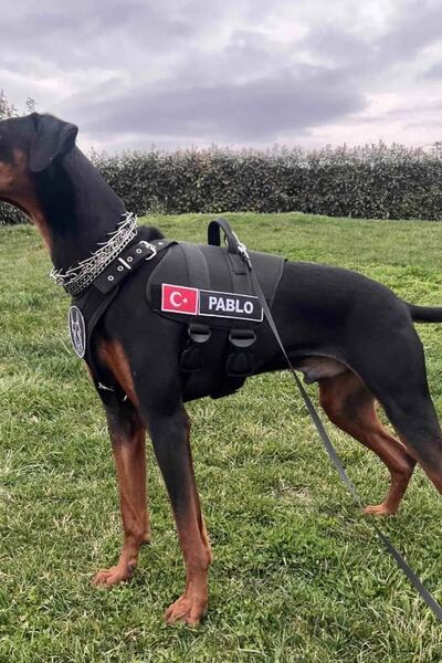 MgTasma Kişiye Özel, Isimli Ve Logolu Siyah Köpek Tasması, Sırt Ve Göğüs Tasması