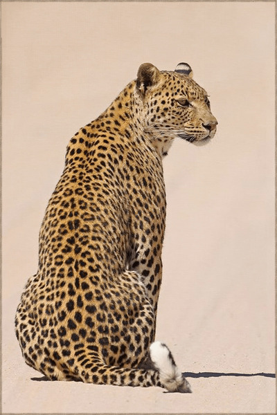 Rugs Modern Halı Bej Temalı Asil Leopar Desenli Kreatif Modern Dekoratif Halı...