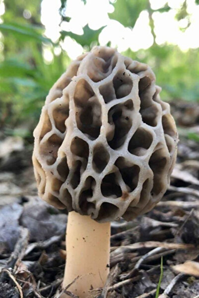 AMAZON TOHUM Kuzu Göbeği Mantarı Tohumu 300 gr