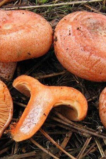 AMAZON TOHUM Kanlıca Mantarı Melki Çam Çintar Mantarı Tohumu 500gr