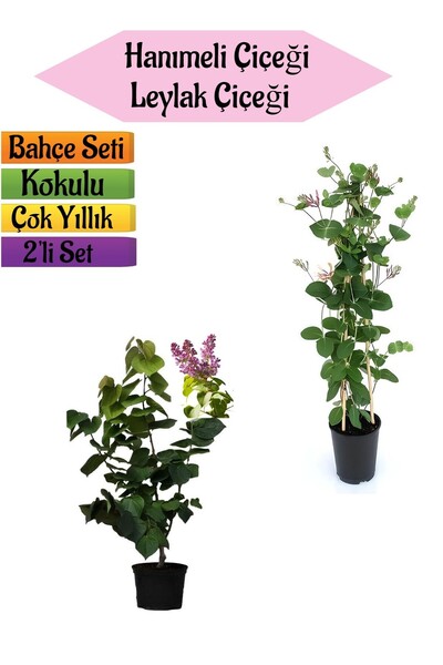 Bitkim Sende Mis Kokulu Hanımeli Fidanı+Kokulu Leylak Çiçeği Fidanı(40-80Cm) ...