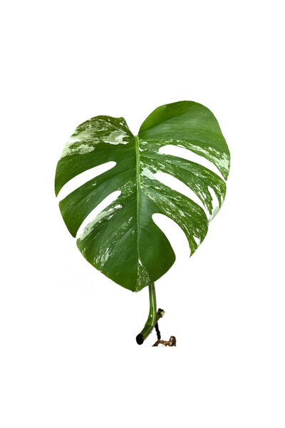 Betonish Monstera Deliciosa 'Albo Variegata' (Çelik)
