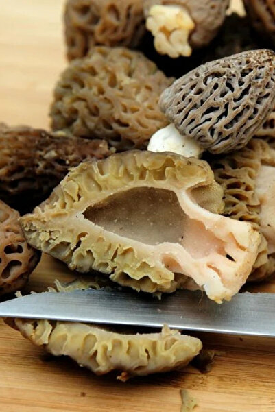 AMAZON TOHUM Kuzu Göbeği Mantarı Tohumu 500gr Mantar Tohumu 500 gr