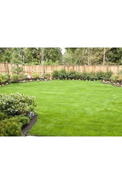 teknotrust Çim Tohumu Çim Tohumu 1 Kg 6 Karışım Villa Çimi Özel Çim Ithal En ...