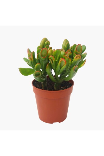 Bizgetiriyoruz Crassula Ovata Hobbit Shrek Para Ağacı Feng Shui Sukulent