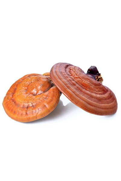 Kırmızı Reishi Mantarı Tohumu Ganoderma Lucidum Mantar Tohumu 300gr