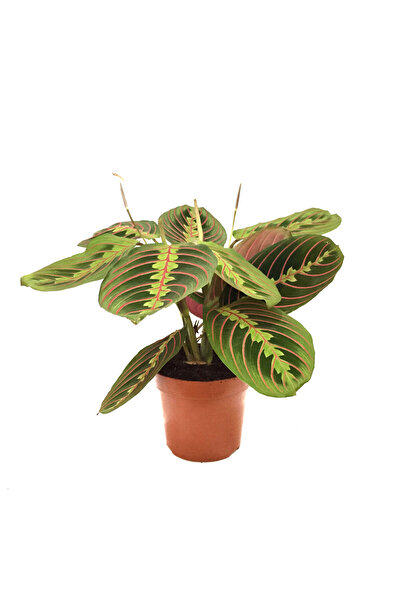 Betonish Maranta Leuconeura (DUA ÇİÇEĞİ)