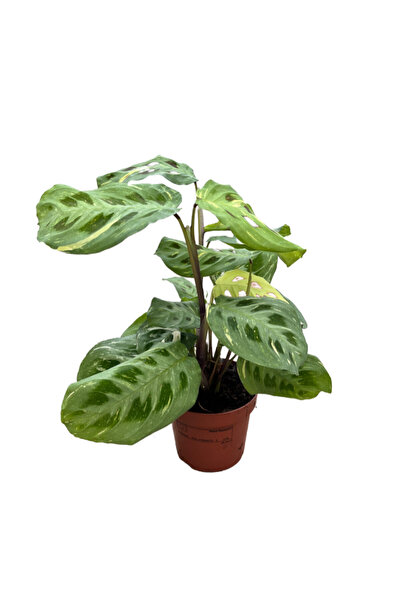 Maranta Leuconeura Kerchoveana 'Variegata'