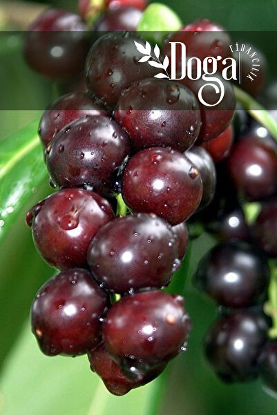 DOĞA FİDANCILIK Laz Kirazı ( Karayemiş ) Fidanı 3 Yaş