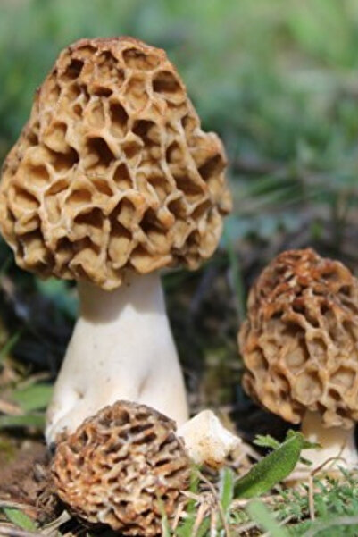 AMAZON TOHUM Kuzu Göbeği Mantarı Tohumu 100gr Mantar Tohumu 100 gr