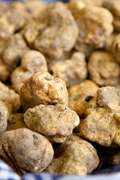 AMAZON TOHUM Beyaz Trüf Mantarı Tohumu Tuber Magnatum Tohumu 500 gr