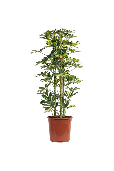 Bizgetiriyoruz Şeflera Bitkisi 110 120 Cm Schefflera Bitkisi 5 Parmak Bitkisi Ev Ofis Salon Bitkisi