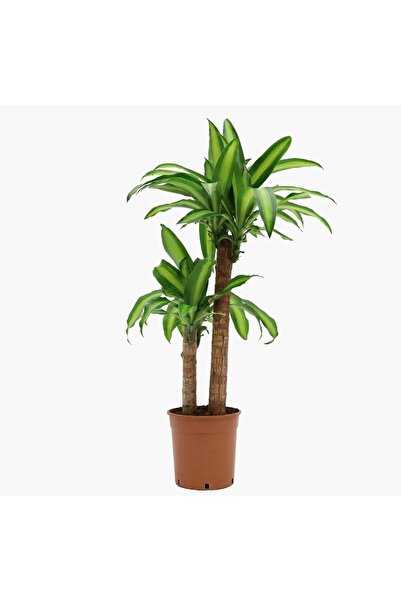 Bizgetiriyoruz Dracaena Fragrans Massengena - 2 Gövdeli - Ev Ofis Salon Iç Mekan Bitkisi - 110 Cm