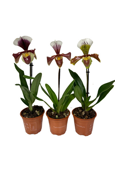 Betonish Paphiopedilum (3'lü Set)