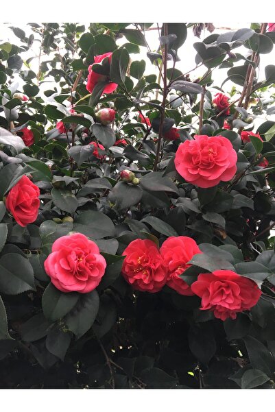 CC Kamelya Kırmızı ( 150-180 ) cm