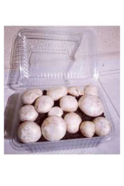 AMAZON TOHUM Kültür Mantarı Deneme Kiti Mantar Deneme Kompostu 1 Adet