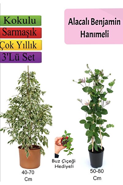 Bitkim Sende Beyaz Alacalı Benjamin Bitkisi+  Katmerli Ful Yasemin+ Buz Çiçeği