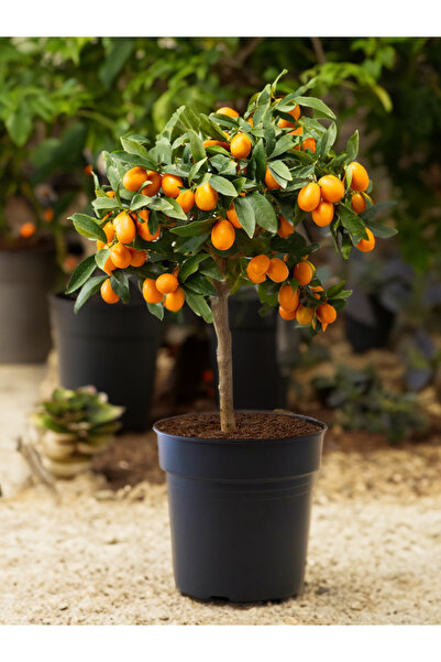 Hobibahçem Kamkat Fidanı, Kumkuat Ağacı Fidanı, Süs Portakalı Fidanı, Saksı Veya Bahçe Için, (MEYVELİ)