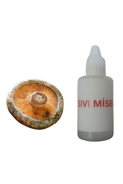 AMAZON TOHUM Kanlıca Mantarı Çintar Çam Melki Mantarı 30cc Sıvı Miseli