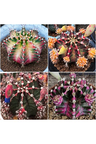 TULIN Gymnocalycium Variegata “FANTASIA/RAINBOW DREAM/COTTON CANDY/P.DIAMOND”...