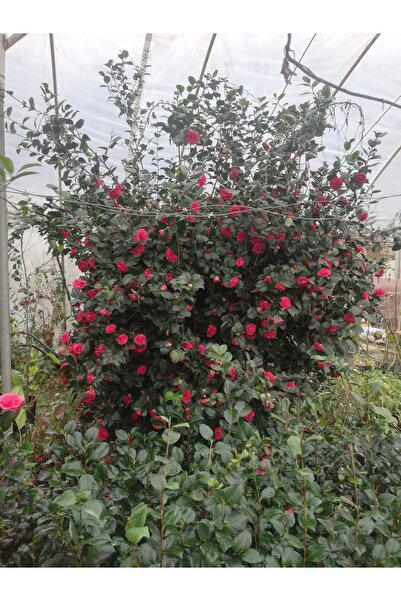 CC Kamelya Ağacı 3 Metre