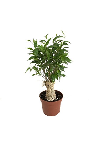 Betonish Ficus Benjamina 'natasja' - Kauçuk - Ev Ve Ofis Bitkisi