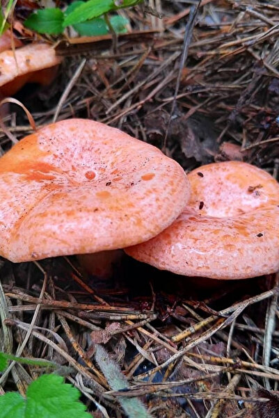 AMAZON TOHUM Kanlıca Mantarı Melki Çam Çintar Mantarı Deneme Kiti 2 Adet