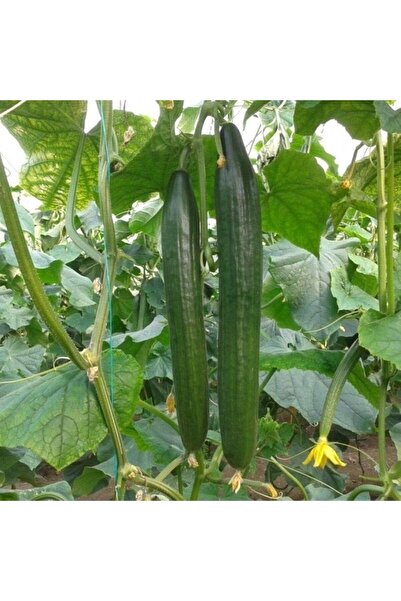 Genel Markalar Civan F1 (Hibrit) Uzun Hıyar Tohumu (10 tohum)