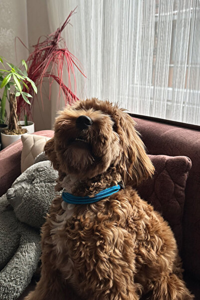 PETSWUU Mavi Köpek Boyun Kolye Tasma