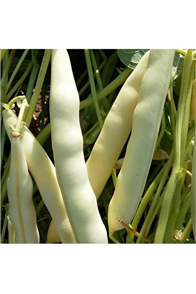 Genel Markalar Hanımteni Çağlayan Sırık Turşuluk Beyaz Fasulye Tohumu (25 gram)