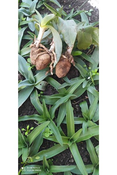 ERVA PEYSAJ Salep Fidesi 20 Adet Serapies Arılı, Kum Salep