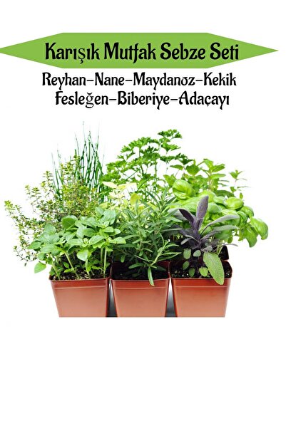 serada decor & plant Mutfak Sebze Seti Reyhan Nane Kekik Fesleğen Biberiye Ad...