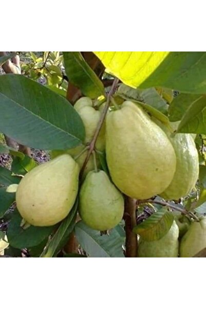Genel Markalar Nadir Tüplü Armut Guava Fidanı Meyve Verme Yaşında