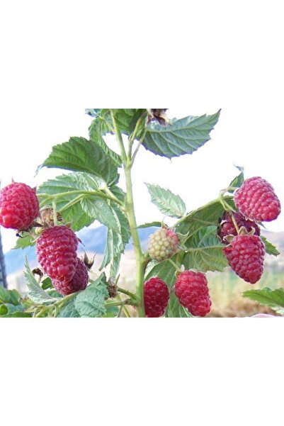 Genel Markalar Tüplü Iri Meyveli Yediveren Ahududu Fidanı