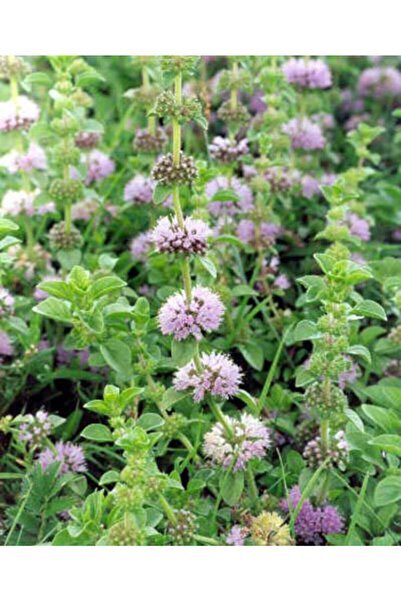 Ege Pazarından Punk Otu Yarpuz Otu Narpuz Filiskin Kuru 1 Demet Mentollü Nane...