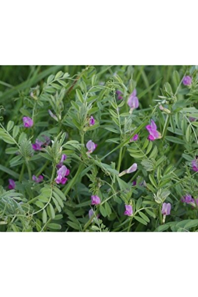 Asenya Fiğ Tohumu 10 Kg Adi Fiğ Tohumu Fiğ Yem Bitkisi Tohumu