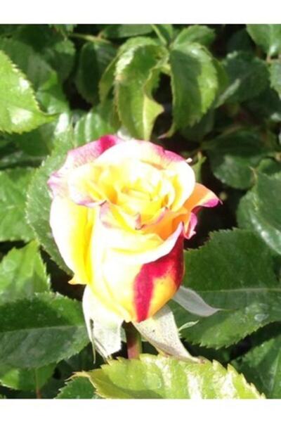 EBRULİ (2 COLORS)Ivy Rose Seedling (YEDIVEREN - TUBE) 70-100 Cm