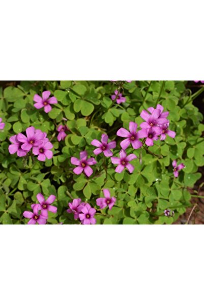 ŞİFAGIDA Süs Yoncası Soğanı 10 Adet