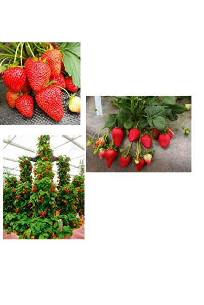 Ucuzluk Diyarı 10 Adet Osmanlı + 10 Adet Tırmanan + 10 Albion ( Yediveren ) Ç...