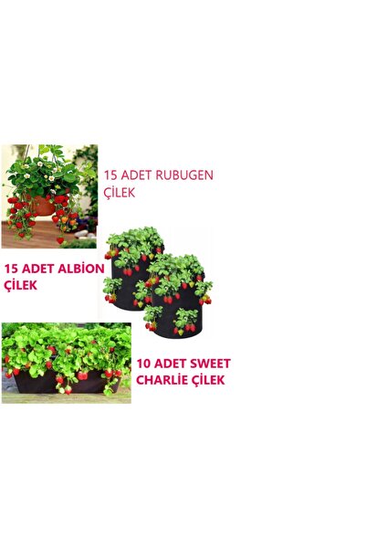 Ucuzluk Diyarı 15 Adet Rubugen + 15 Adet Albion + 10 Adet Sweet Charlie Çilek...